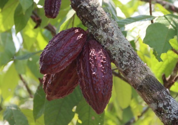 Čudesne moći kakao praha