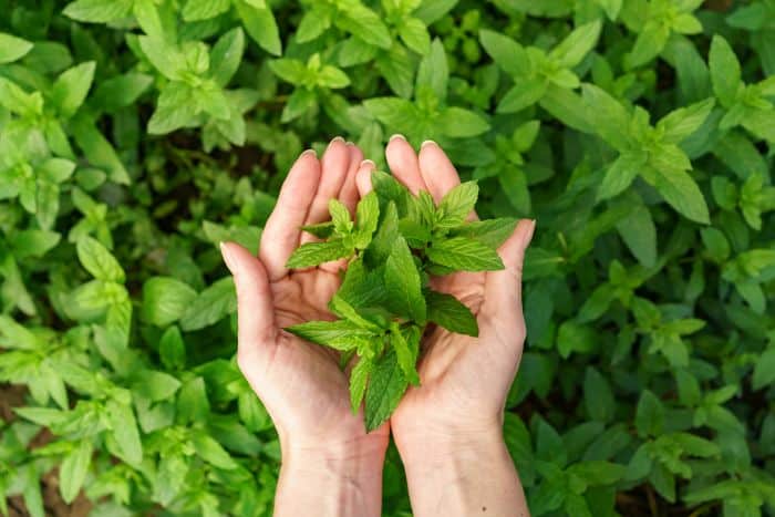 Stevia rebaudiana